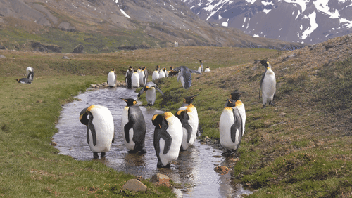 King Penguins on Saint Georgia Island animated gif