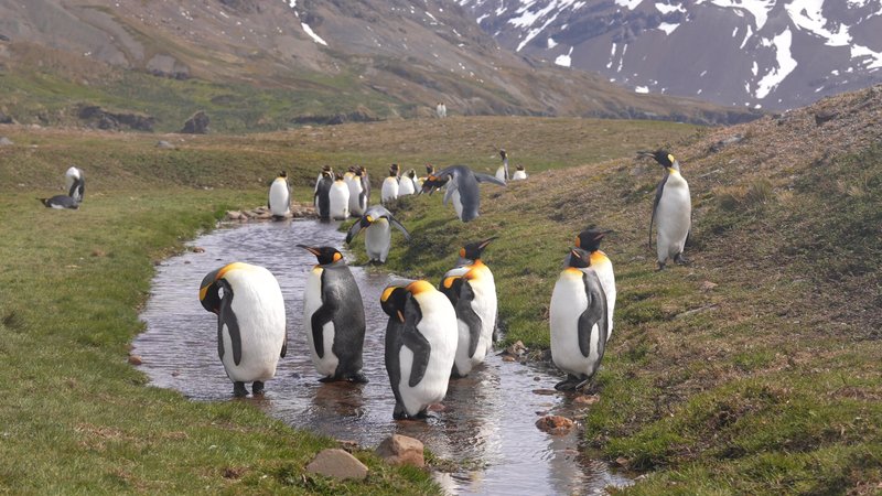 King Penguins on Saint Georgia Island poster