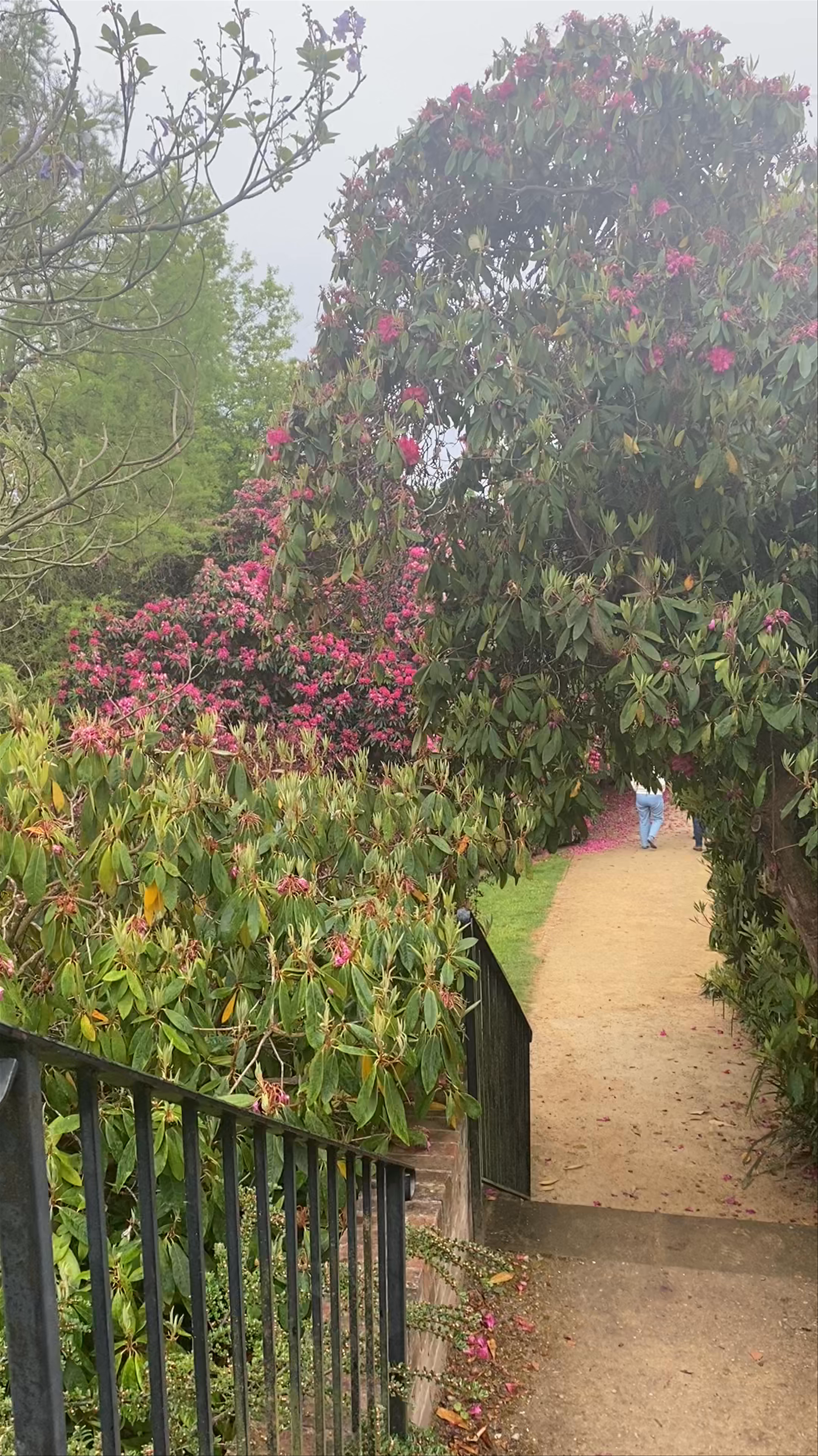 Riverhill Himalayan Gardens