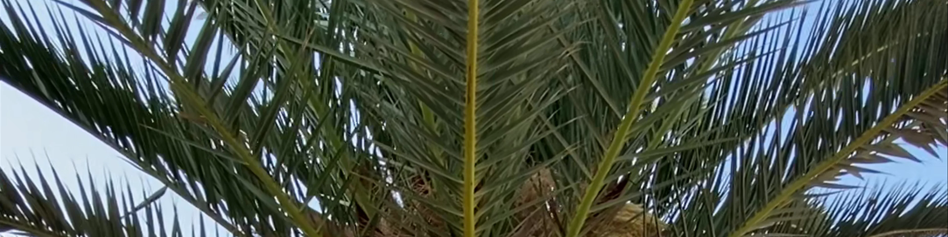 Clips around Gran Castillo in Lanzarote