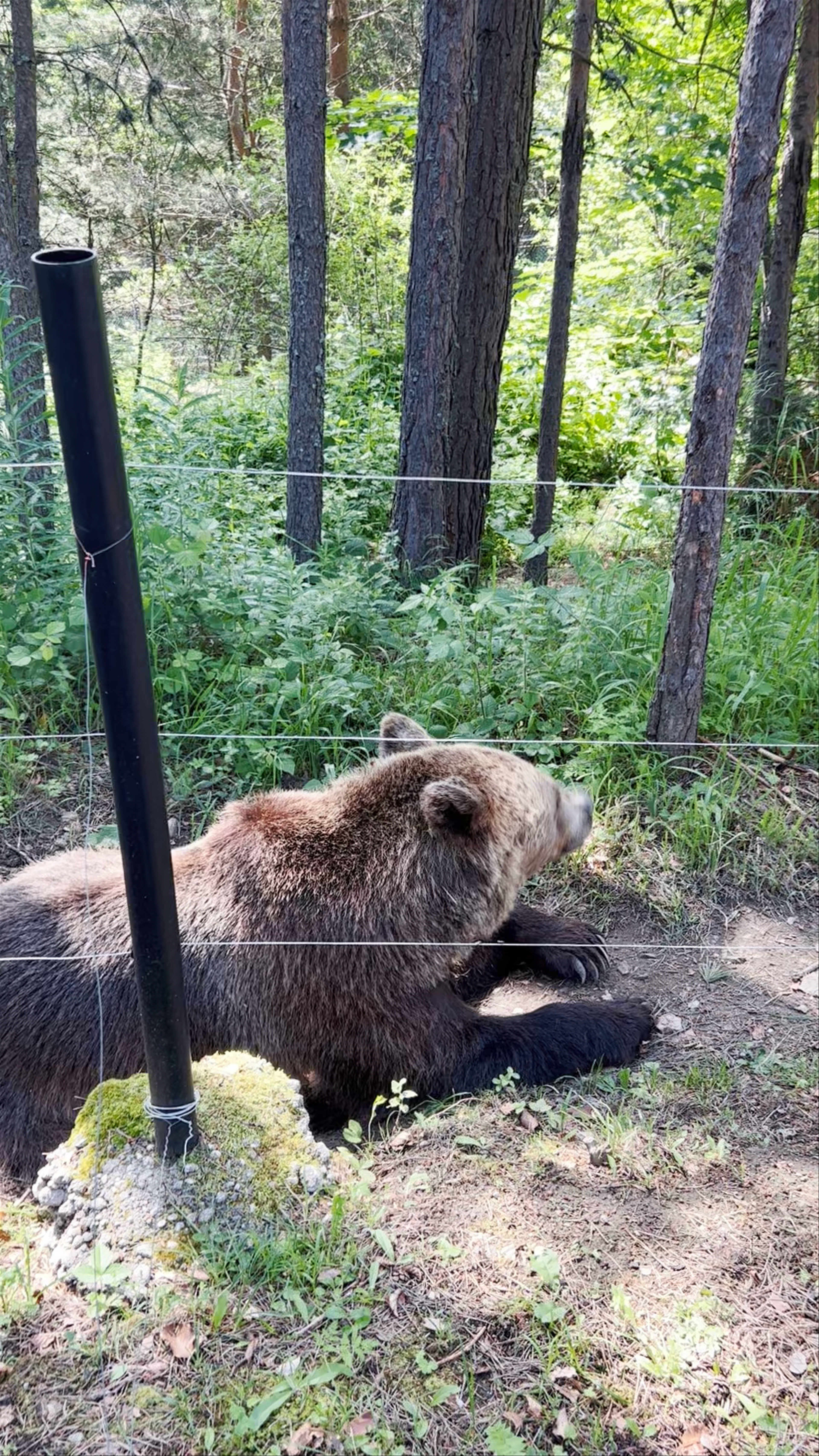 BEAR SANCTUARY Belitsa