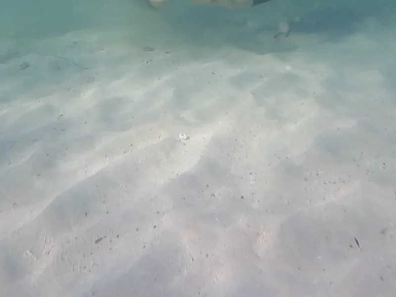 Diving with the Sealions