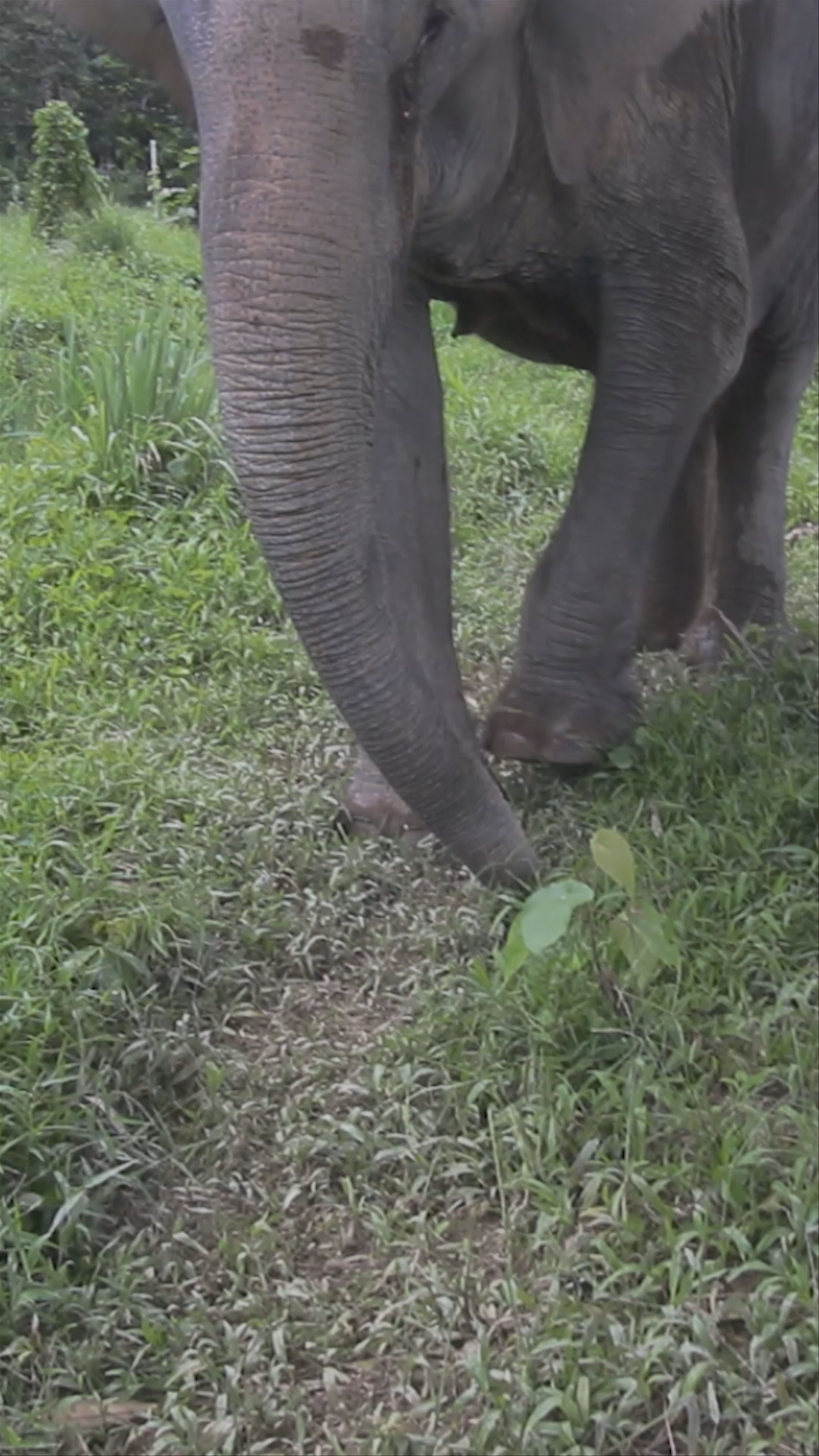 Gentle Giant Encounter: Elephant in Natural Phuket Habitat