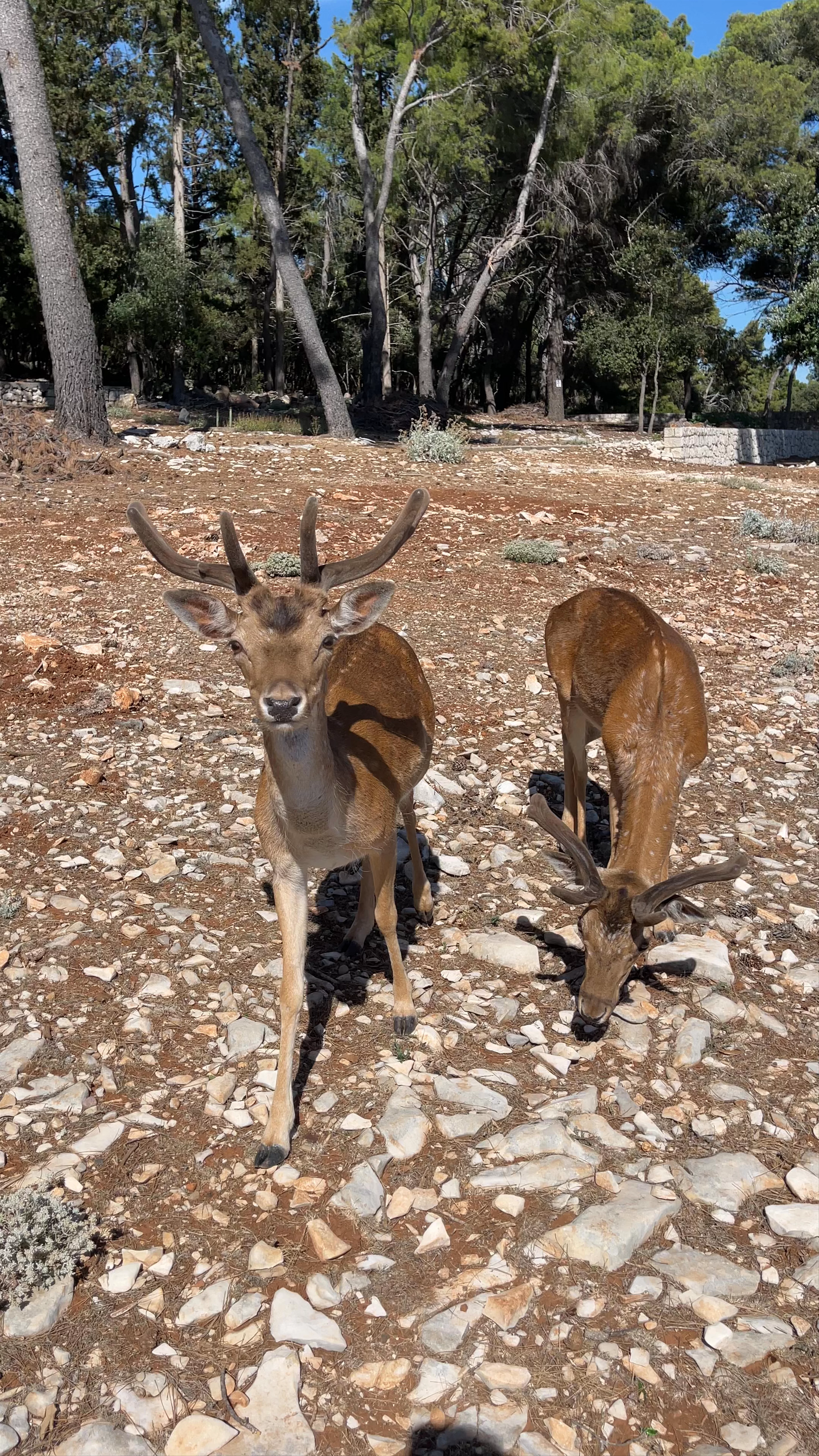 Badija, Sveti Antun, Korčula, Croatia