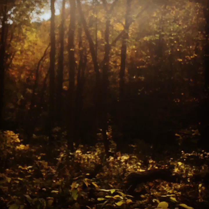 Duff Park - A slice of noonday sun highlighted the autumn leaves as they made their journey downward to their final resting place... - Parks Near Me - Murrysville, Pennsylvania