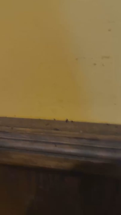 Golden City - The food is not fresh, and the establishment is dirty. There were mouse droppings on the wall trim. - Szechuan Near Me - Wallace, North Carolina
