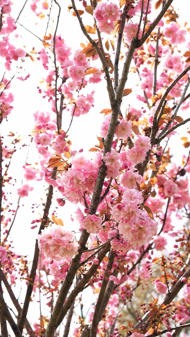 心が洗われる
🎥 Ahmed ؜ · Pexels
#日本 #旅行 #絶景 #風景 #japan