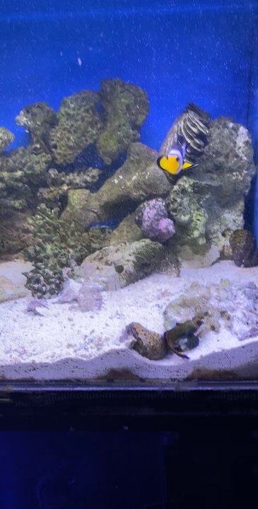LITTLE AMAZON FISH & PETS - Updated July 2026 - 75 Photos & 94 Reviews ...
