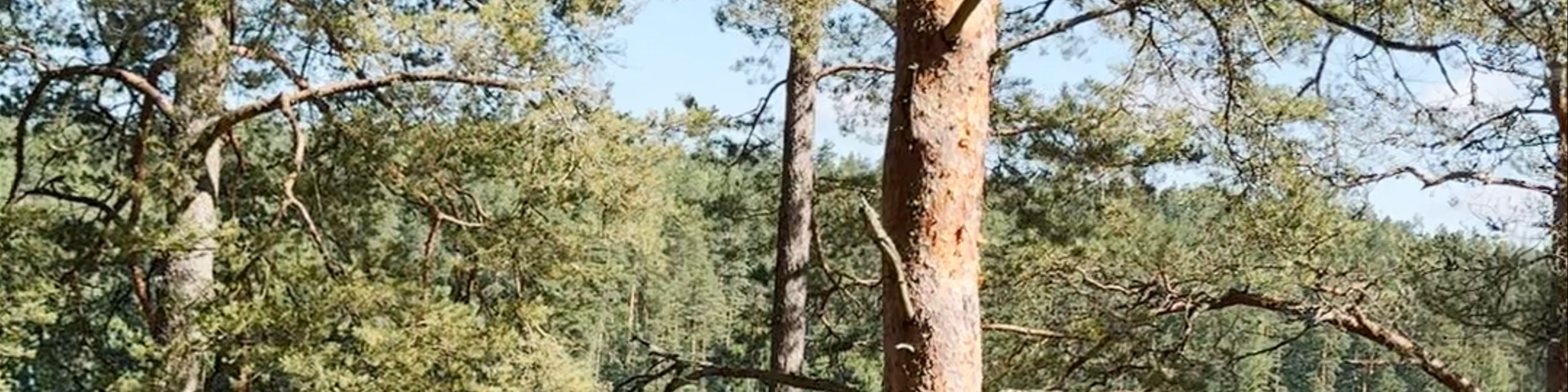 Māja kokā "Čiekurs" un "Baltais čiekurs"