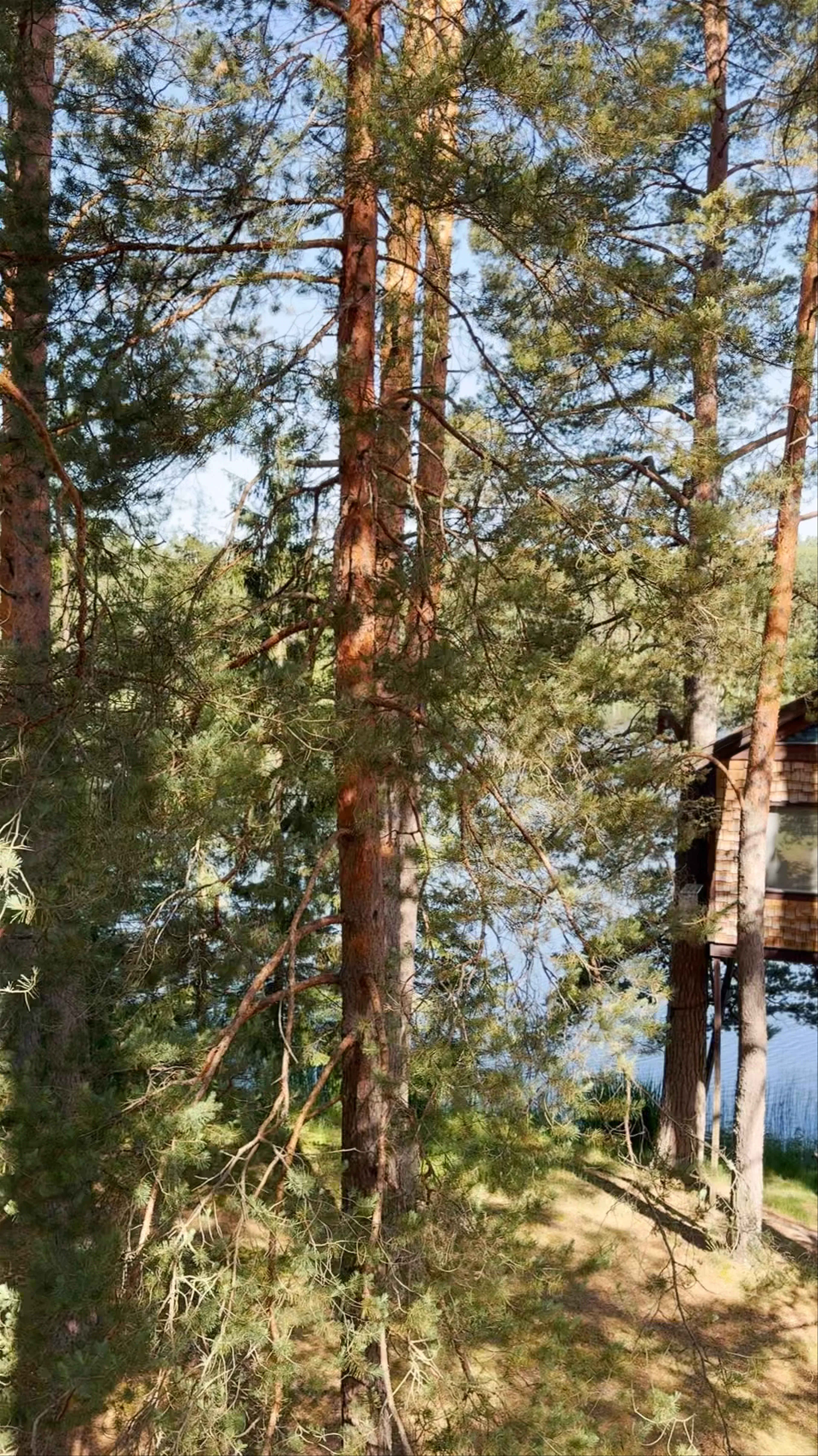 Čiekurs and Baltais Čiekurs Treehouses, Lobēlijas, Priekuļi Parish