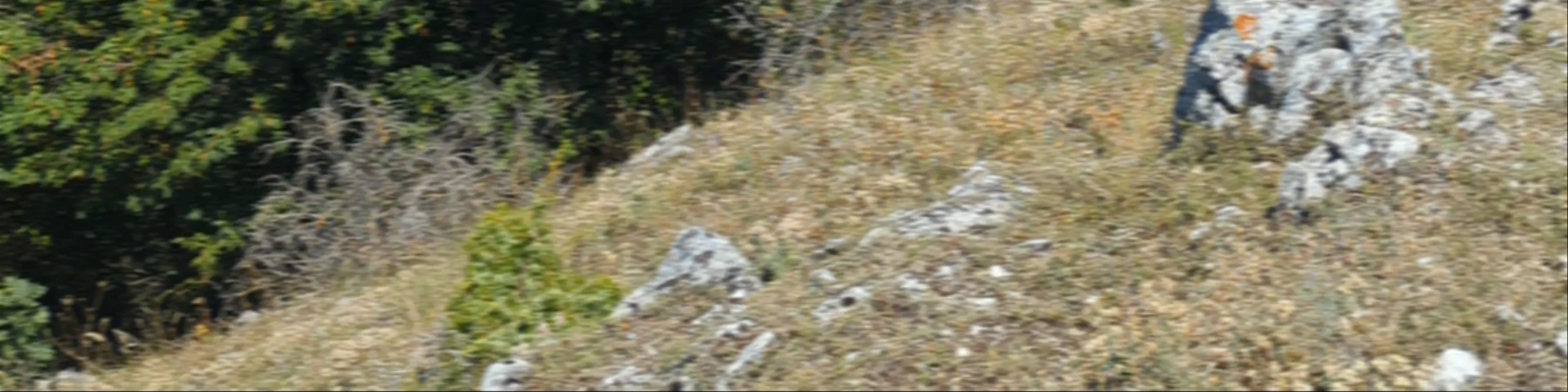 Millennium Cross