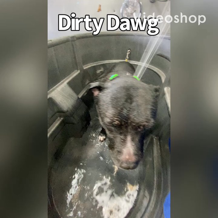 Bath & Biscuits - Dirty Dawg - Pet Stores Near Me - Sacramento, California