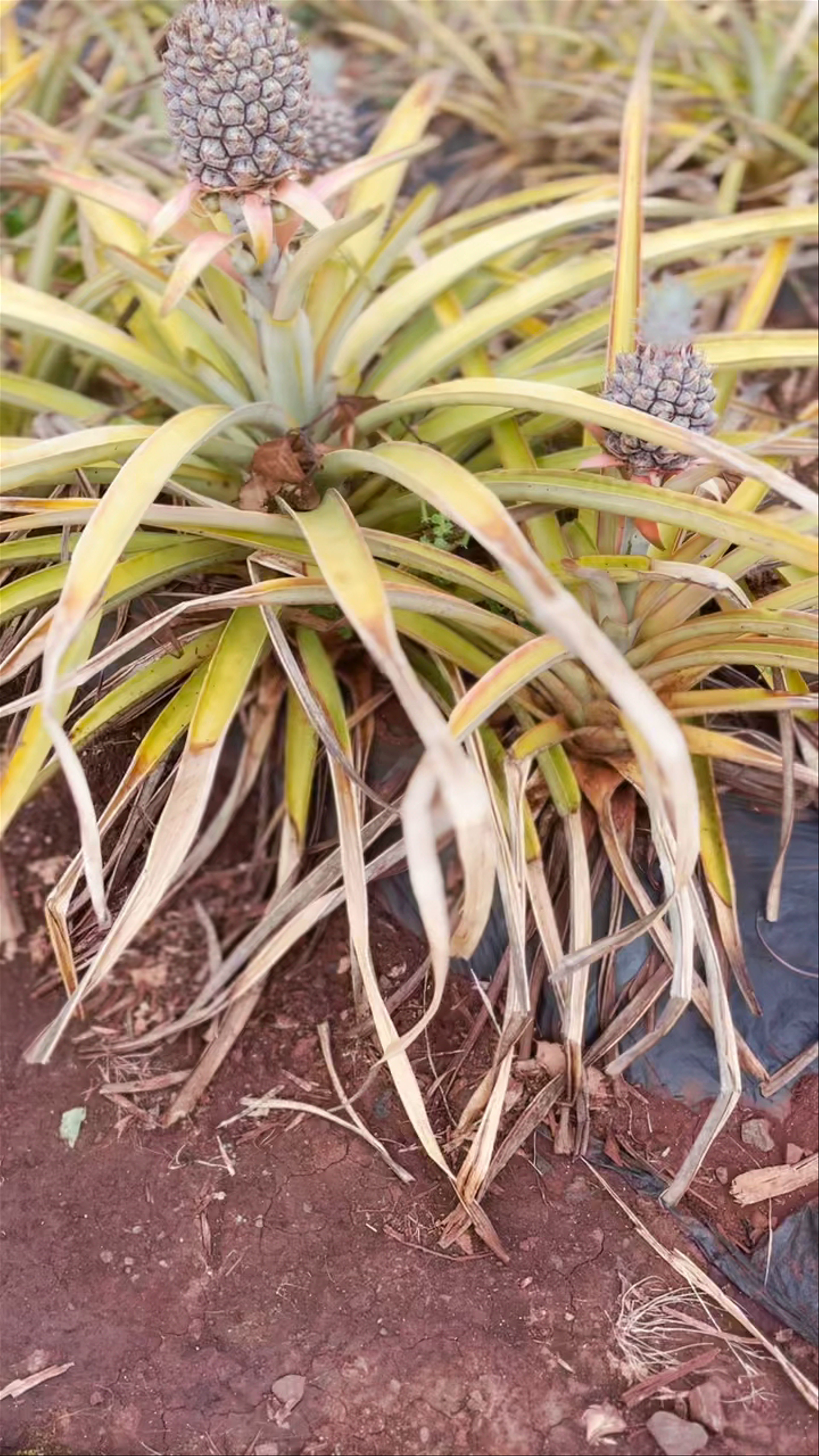 Dole Plantation: Pineapple Fields of Wahiawa, Hawaii