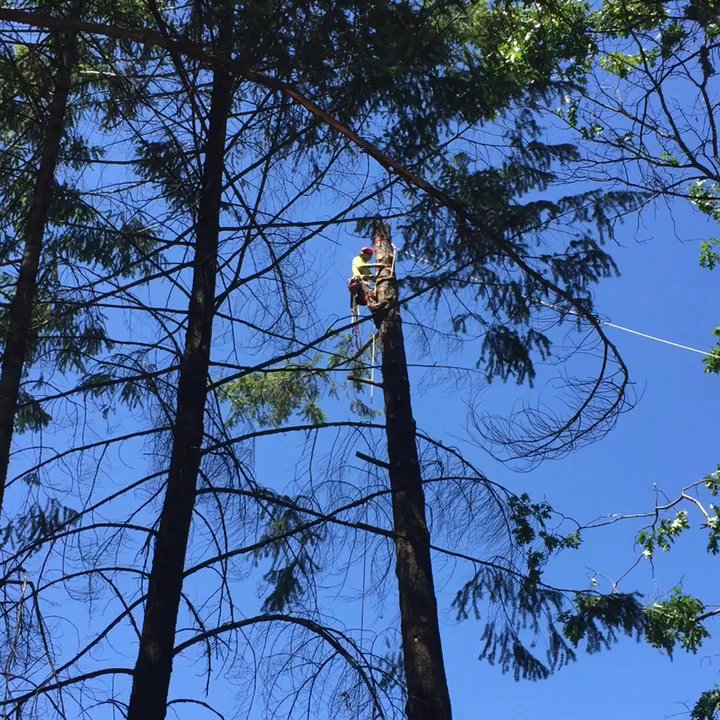 Paul The Tree Climber - Using rope to drop the tree - Tree Services Near Me