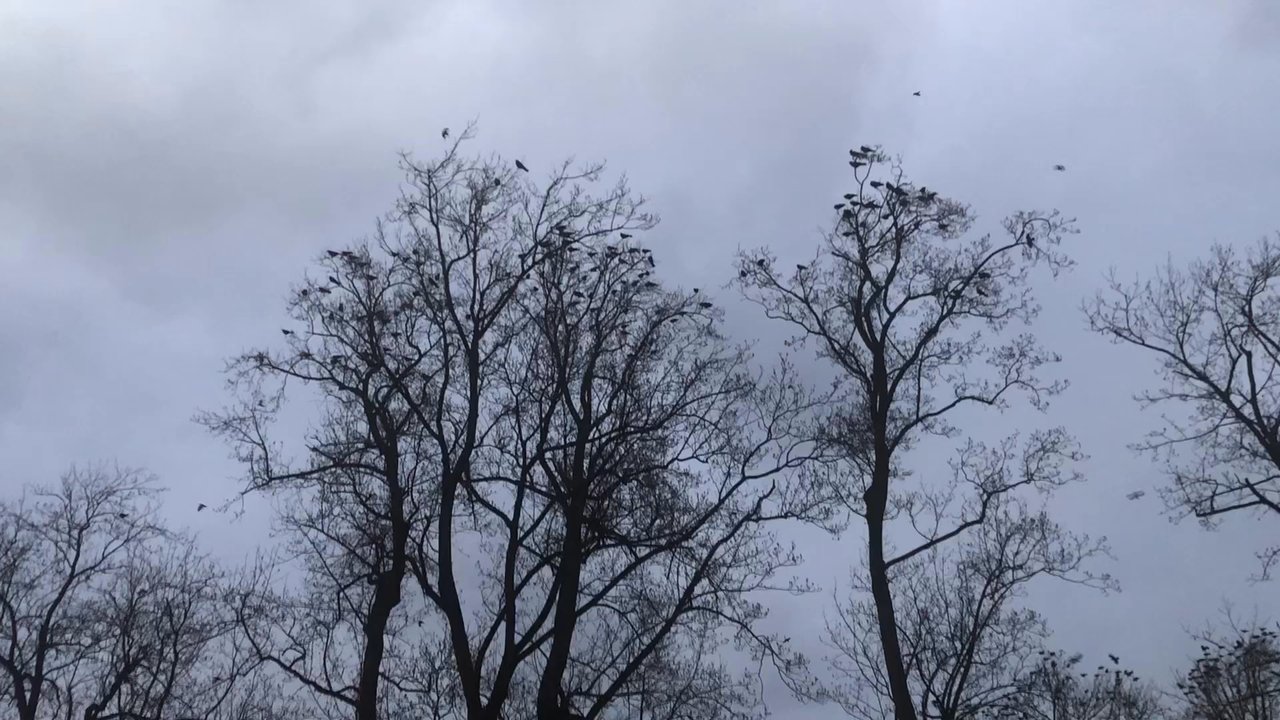 Harris Teeter - The birds of North Bethesda,/rockville - Grocery Near Me - North Bethesda, Maryland
