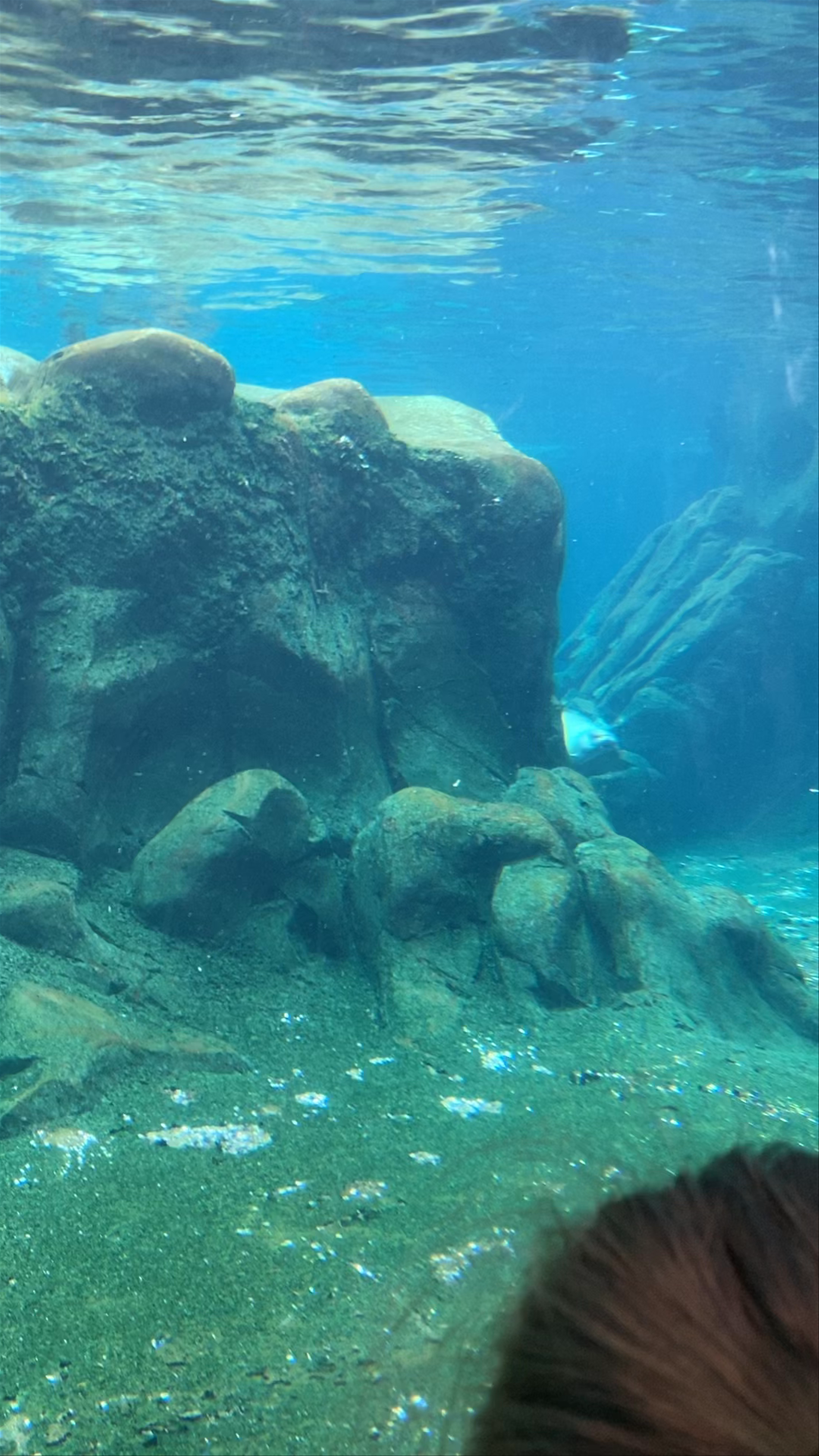 Captivating Sea Lion Encounter in Omaha Aquarium
