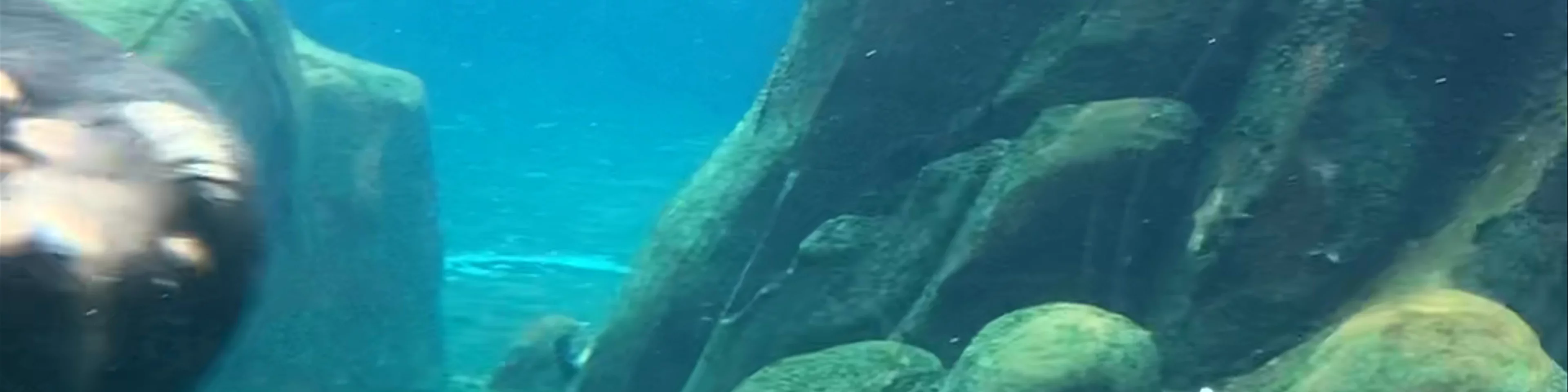 Sea Lions at Henry Doorly Zoo