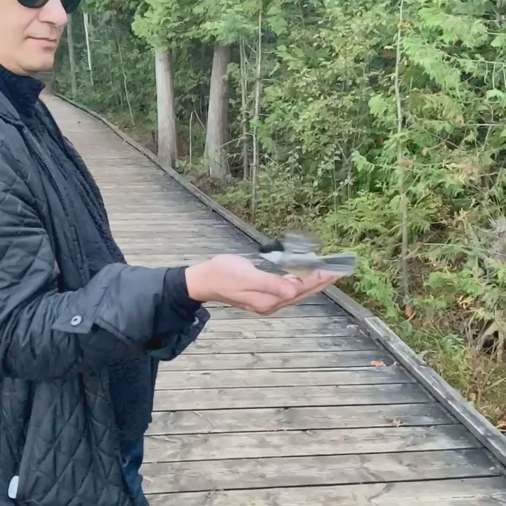 MacGregor Point Provincial Park - Bird whisperer? - Parks Near Me - Port Elgin, Ontario