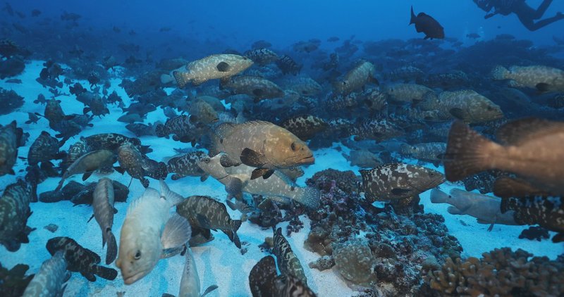 Marbled Grouper Aggregation, Fakarava poster