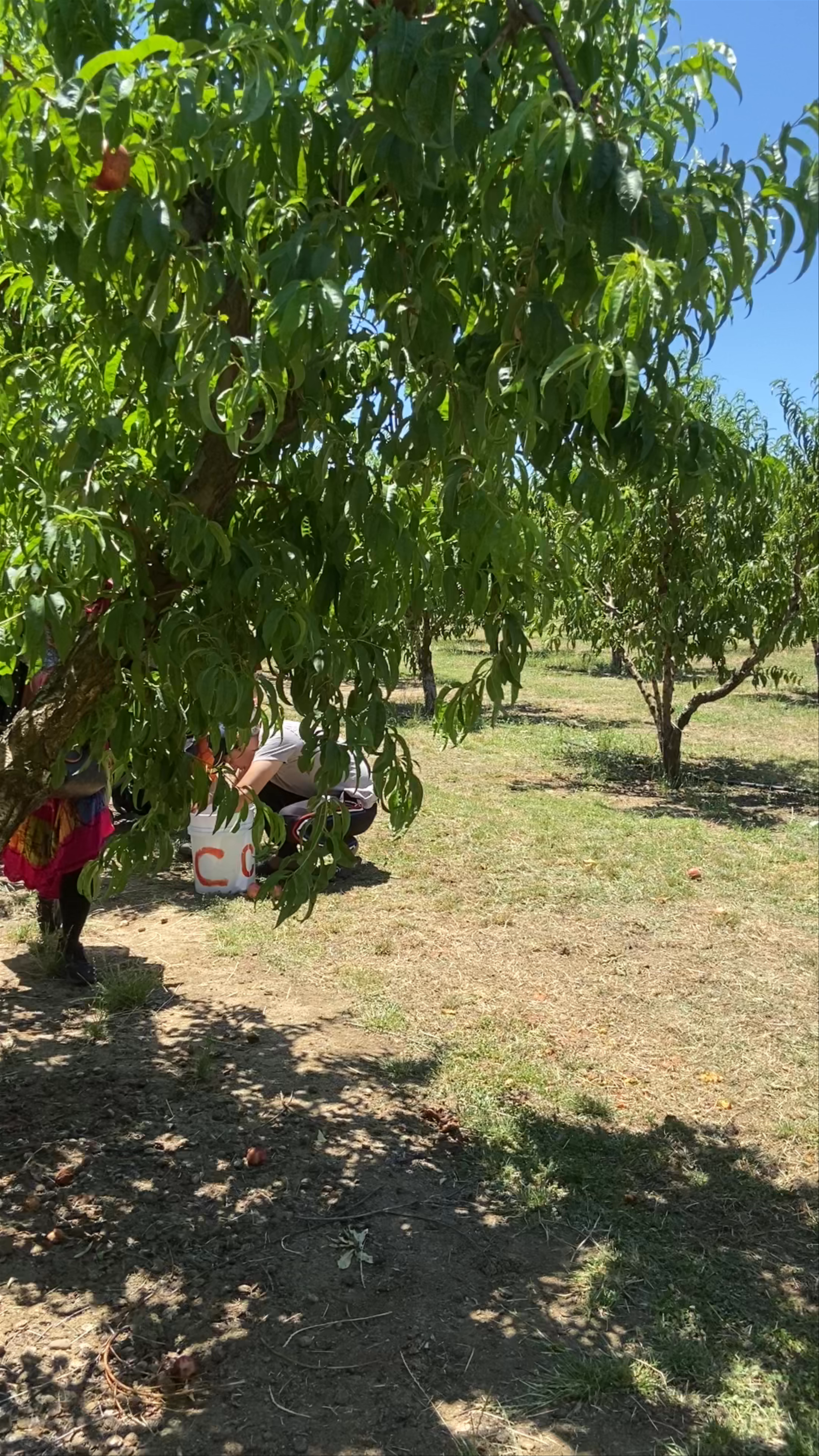 Canciamilla Ranch Fruit Picking