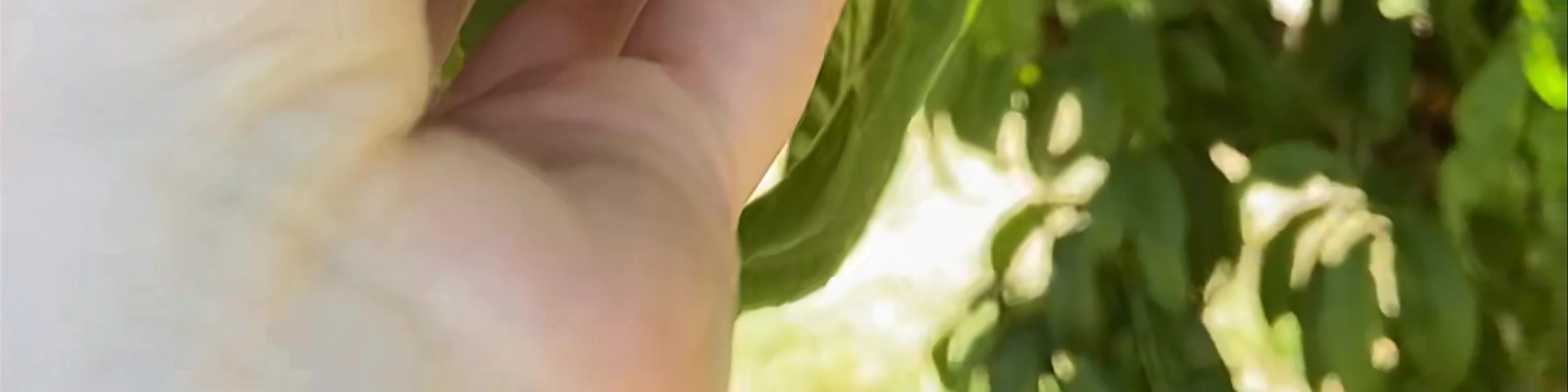 Canciamilla Ranch Fruit Picking