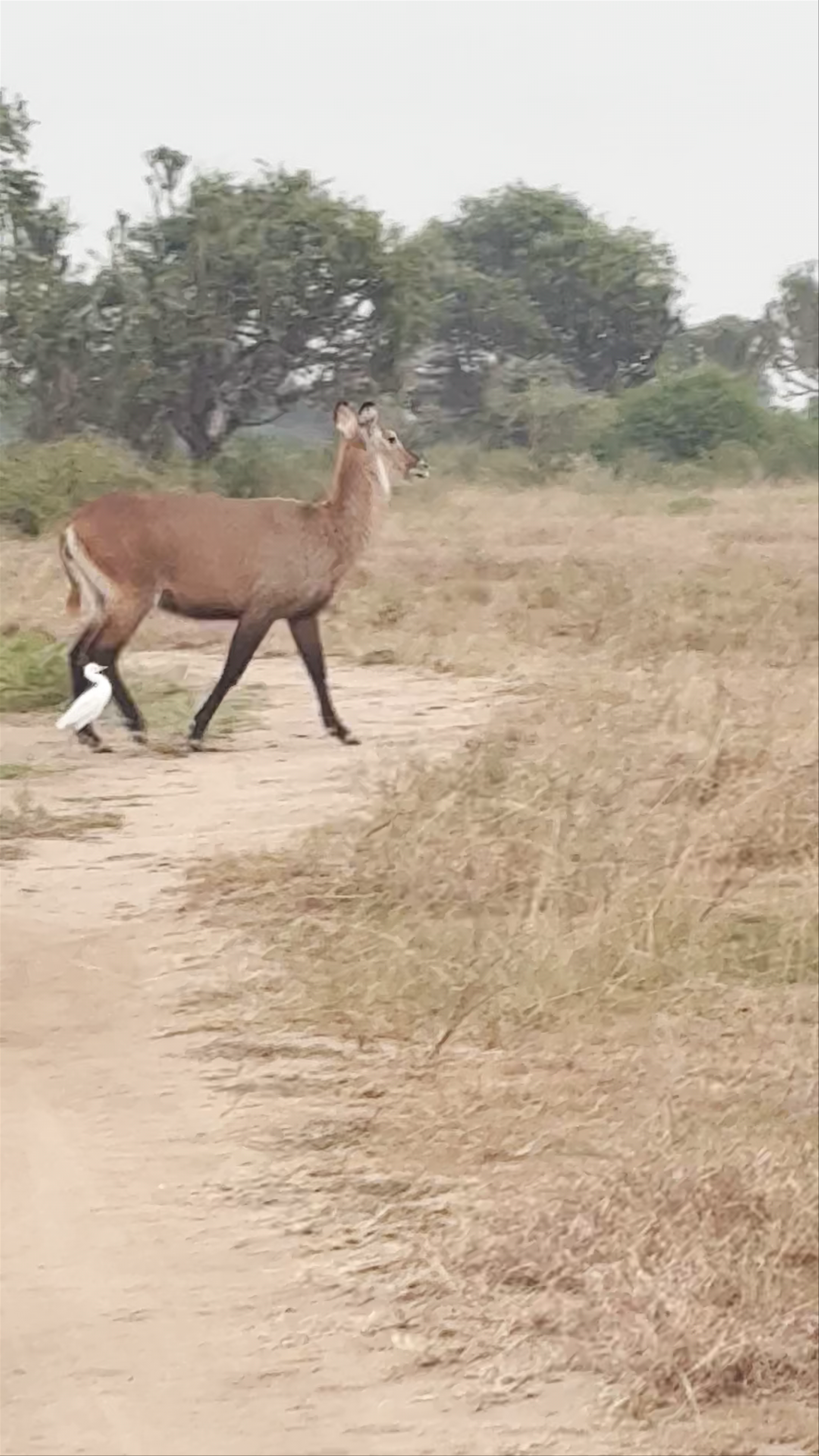 Queen Elizabeth national park