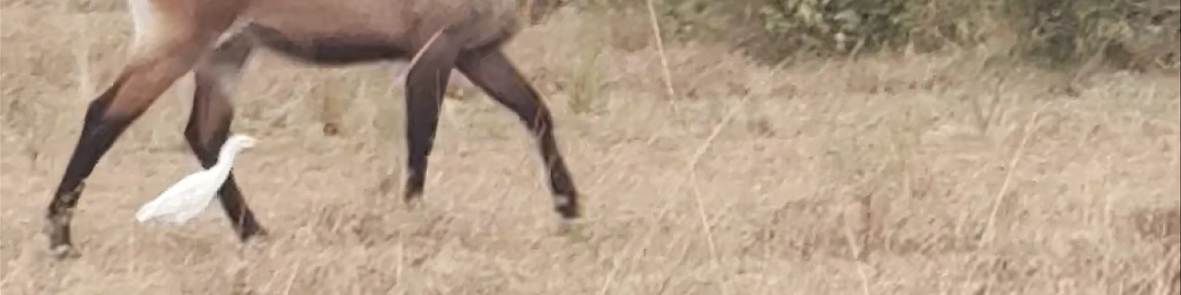 Queen Elizabeth national park
