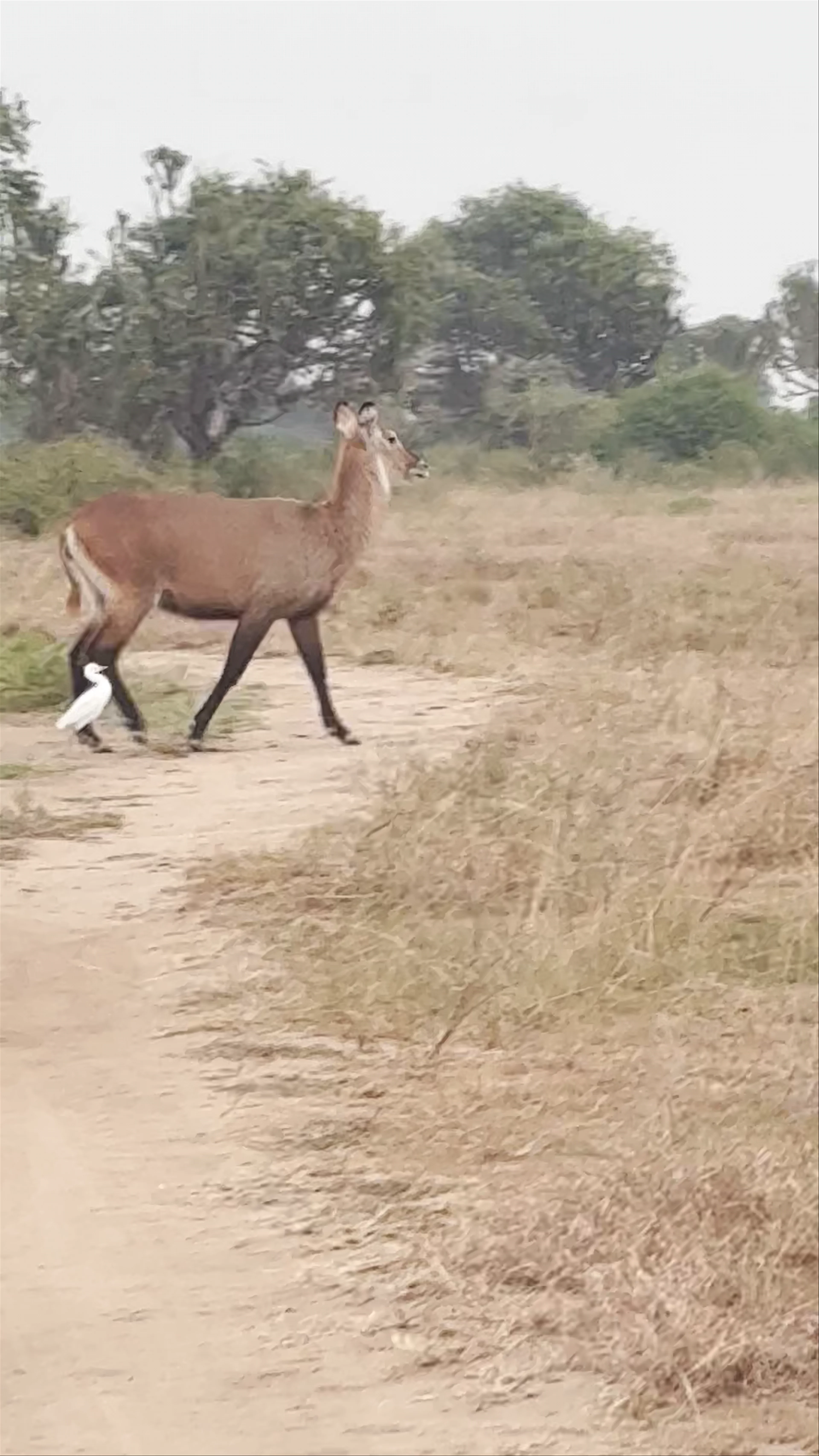 Queen Elizabeth National Park
