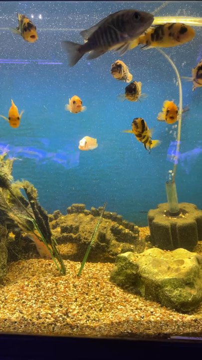 Austin Aqua-Dome - Pet Stores Near Me - Austin, Texas