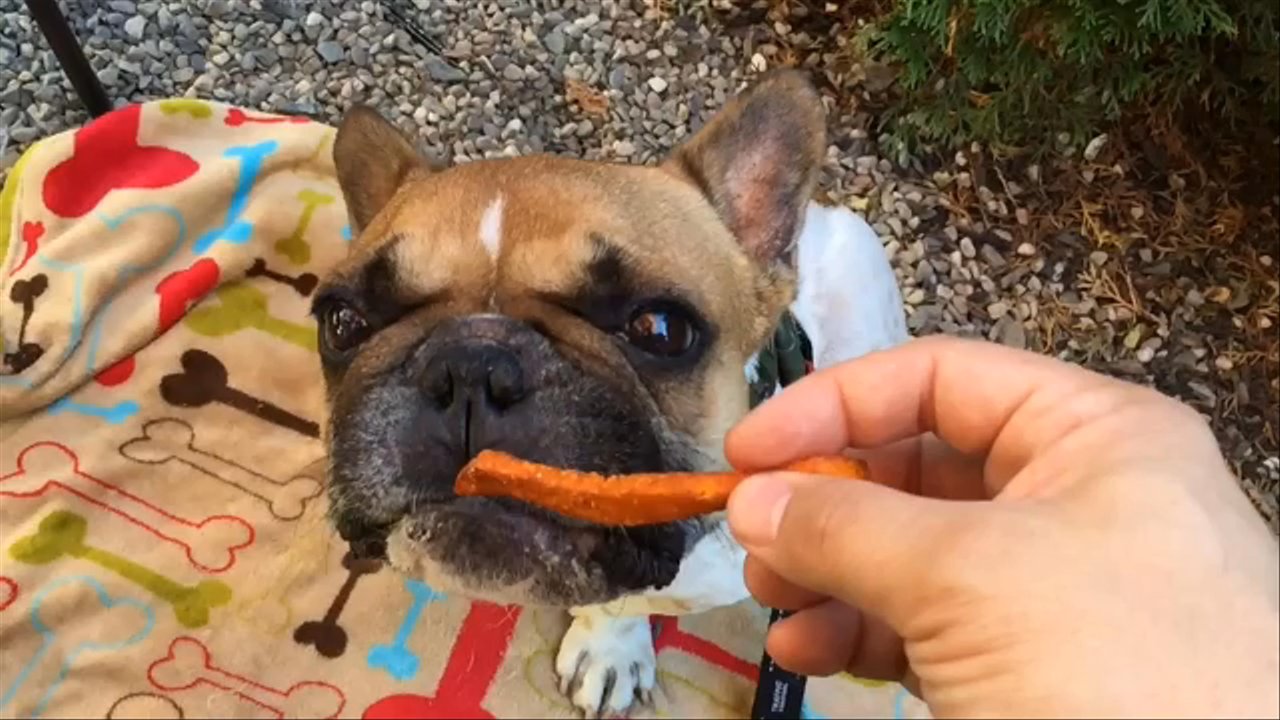 The Quarters - Nino loves him some sweet potato fries. - Bars Near Me - Hadley, Massachusetts