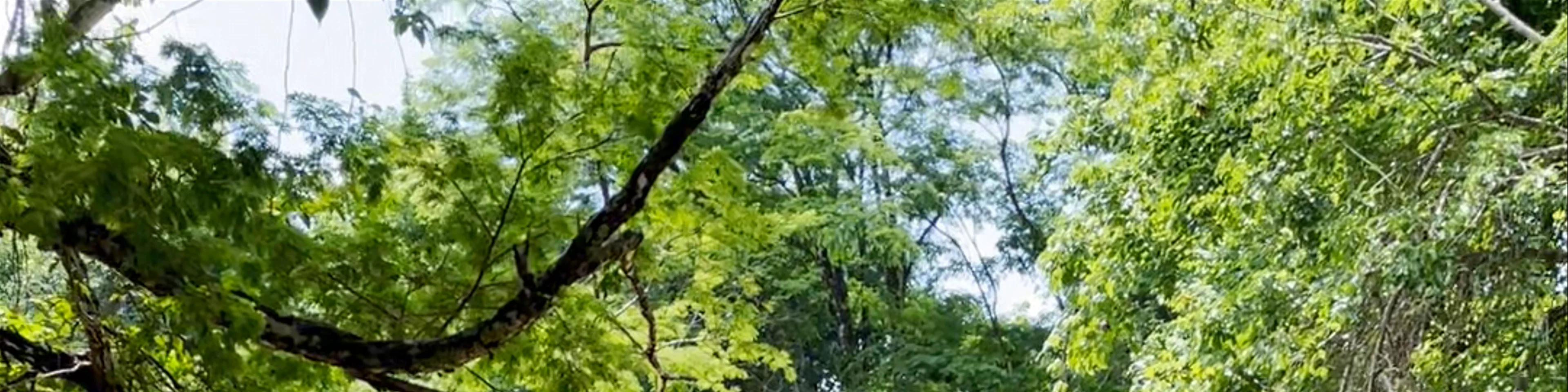 Catarata montezuma