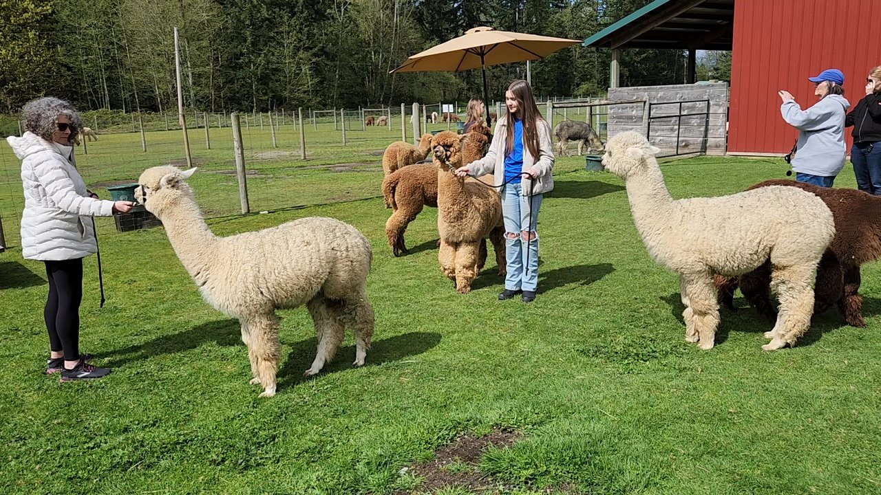 Sunny Alpacas - Petting Zoos Near Me - Blaine, Washington