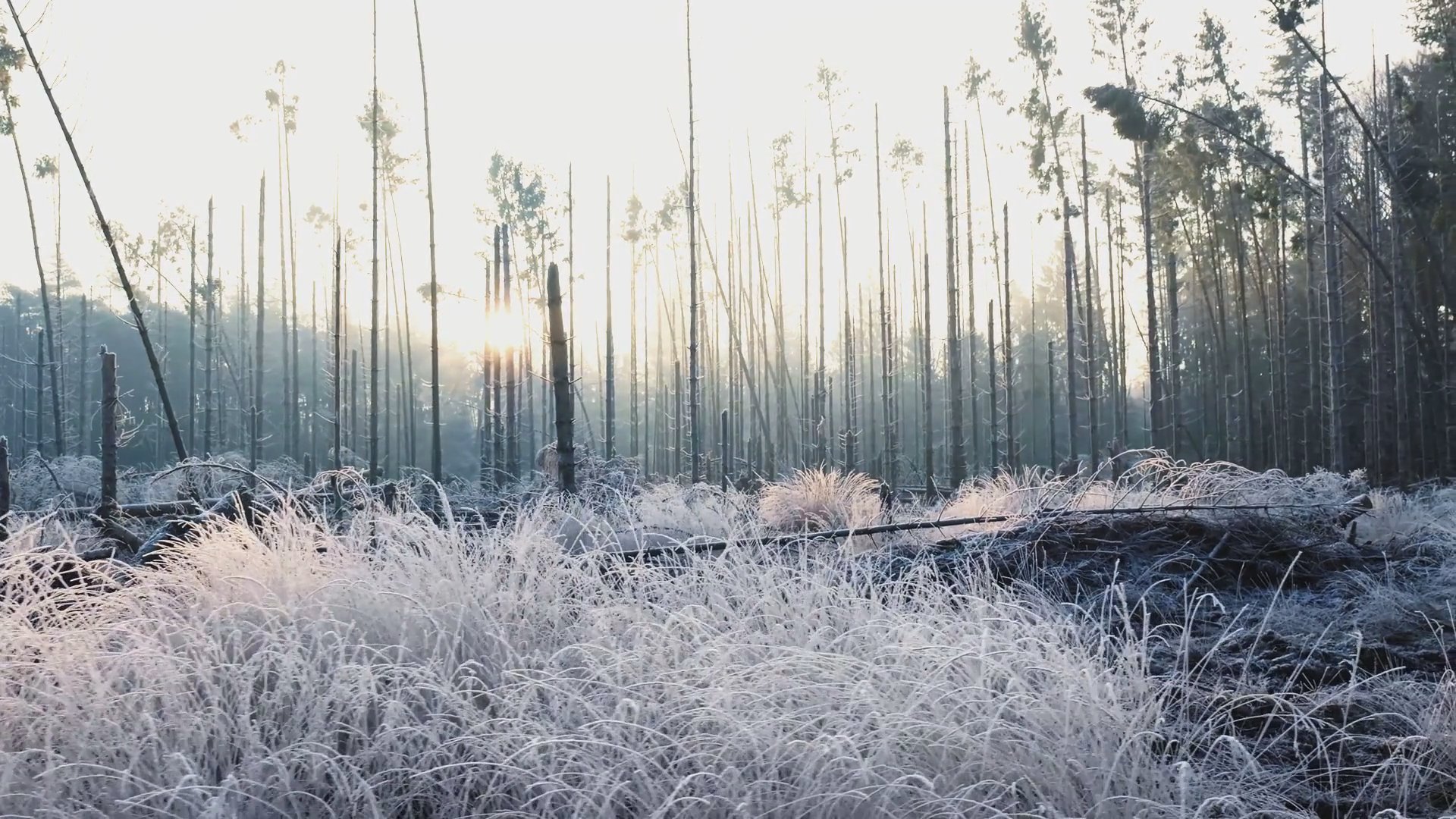 Morning Frost
