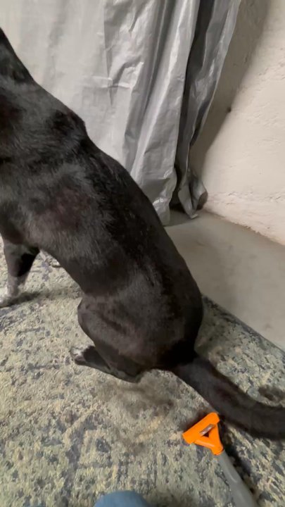Canine Cottage - A video of me, brushing my dog's hair after his groom and less than 30 seconds I already had quite a bit - Pet Services Near Me - Roanoke, Virginia