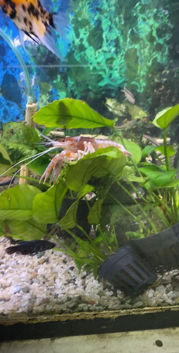 LITTLE AMAZON FISH & PETS - Updated July 2026 - 75 Photos & 94 Reviews ...