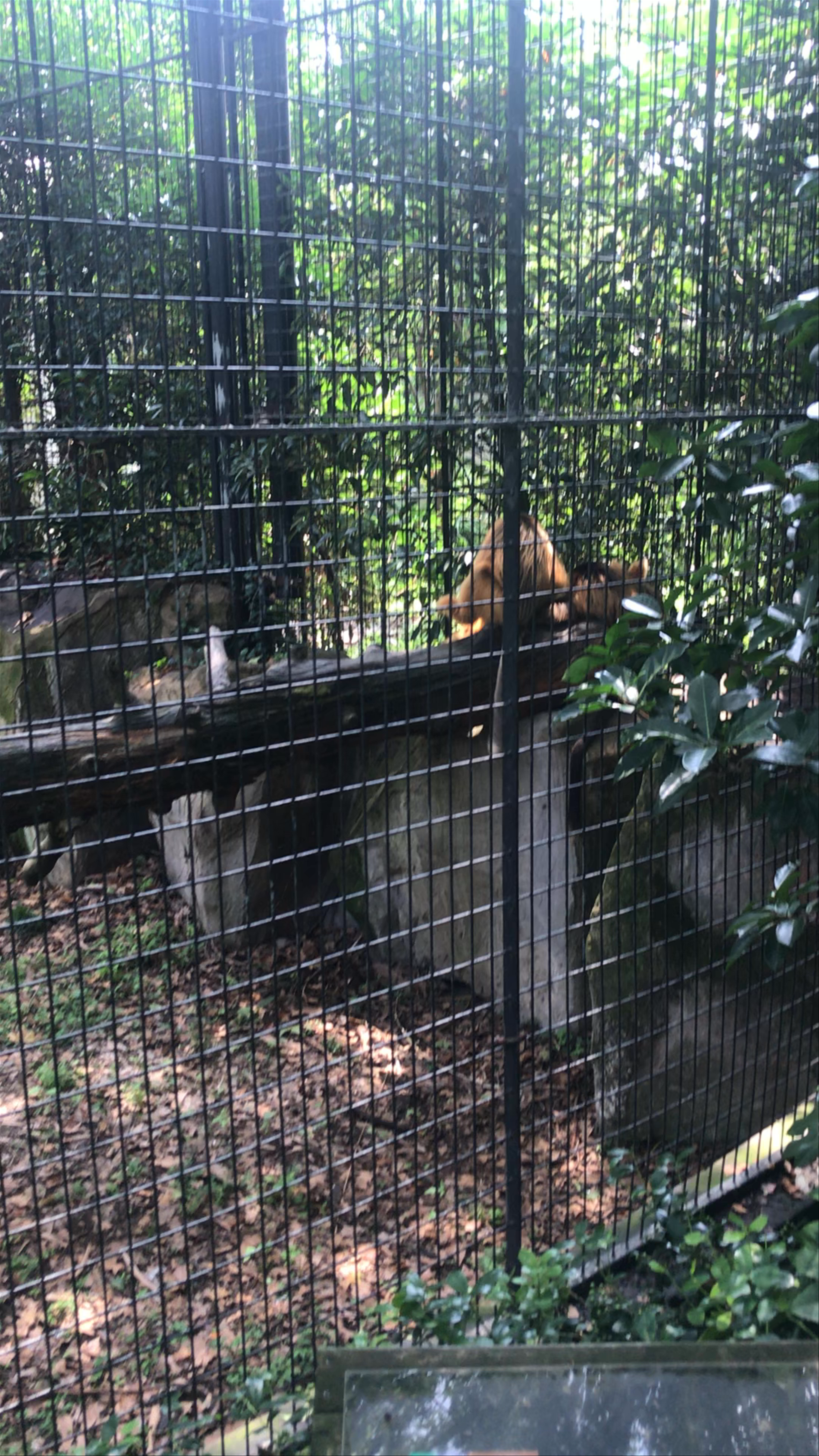 Serene Moments at Shanghai Zoo with Golden Snub-Nosed Monkeys