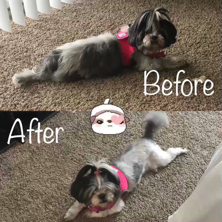Tara's Pet Boutique - Thanks Matt!! This was Nina's first groomer experience and you made it special. - Pet Groomers Near Me - Loveland, Ohio