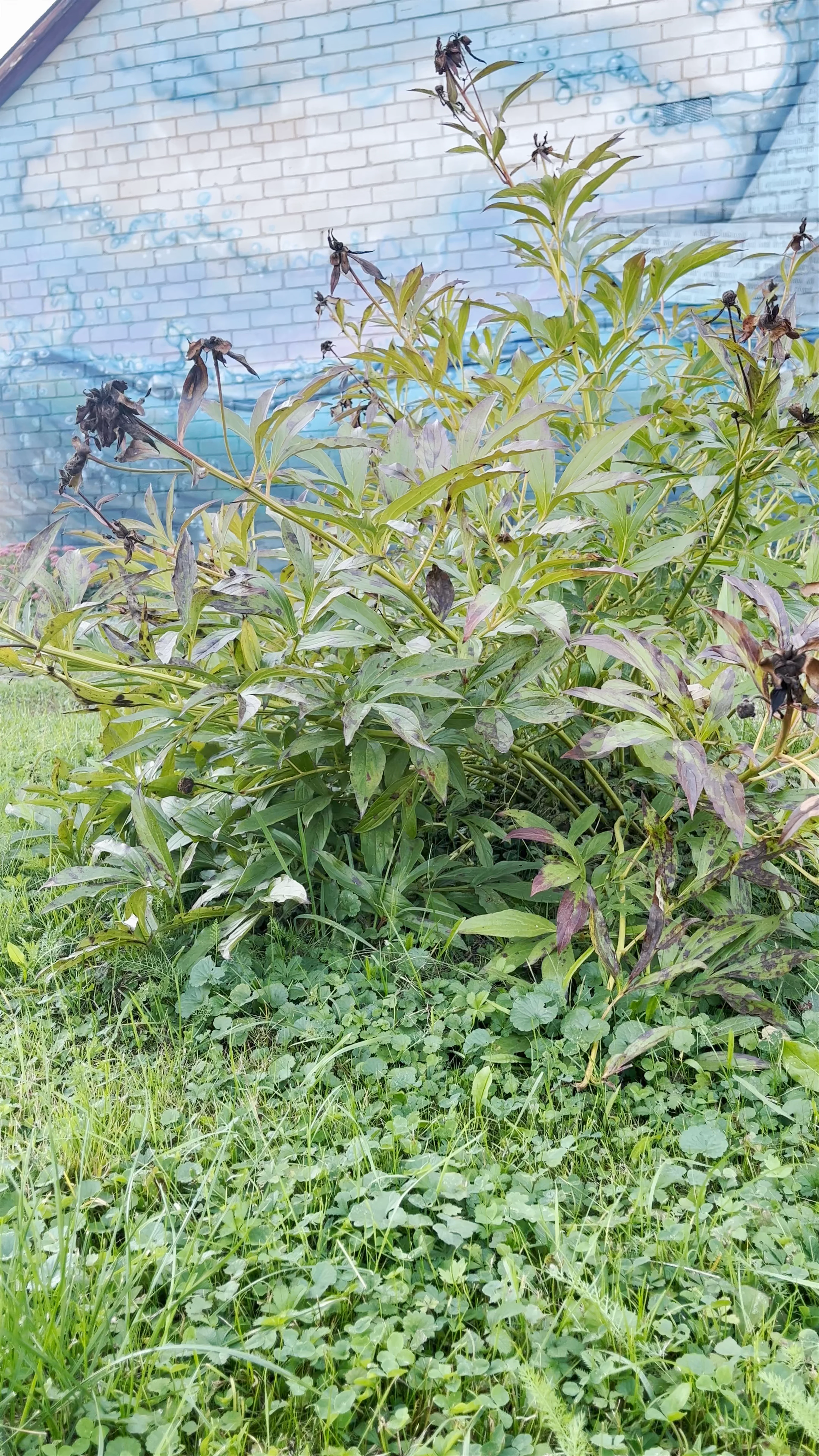 Piešinys ant sienos, 1303, Saločiai