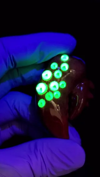 Preview pic of UV lobster claw