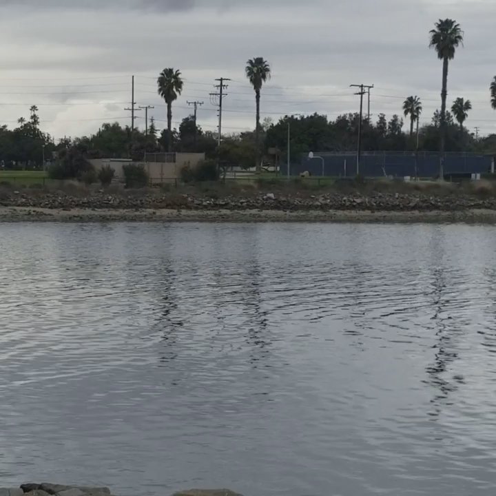 Marine Stadium - Don't blink or else you'll miss this dolphin  You can hear it also. - Parks Near Me - Long Beach, California