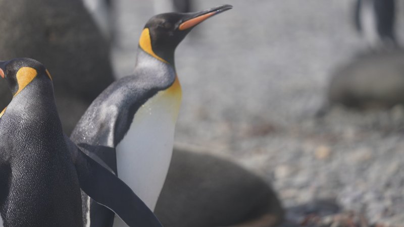 King Penguins in South Georgia poster