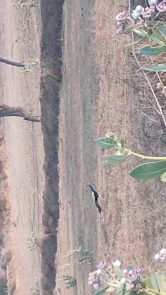 Photo of Peacock 🦚 in Salasa