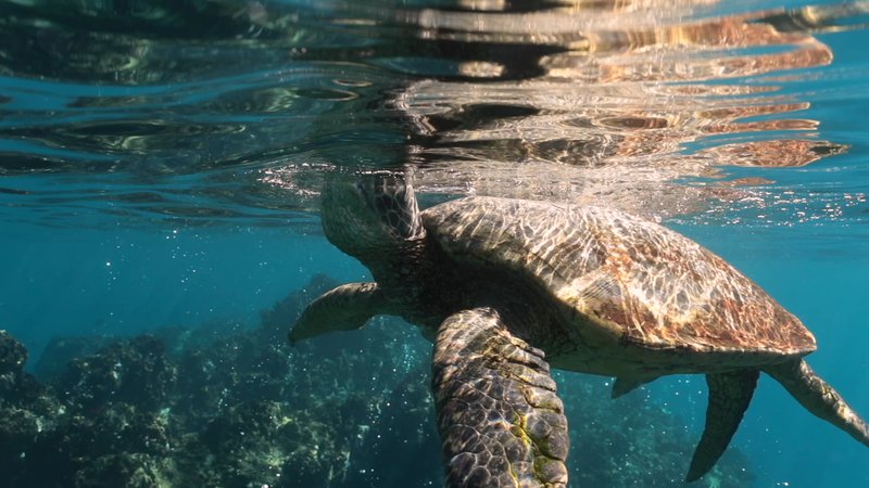 Green Sea Turtle poster