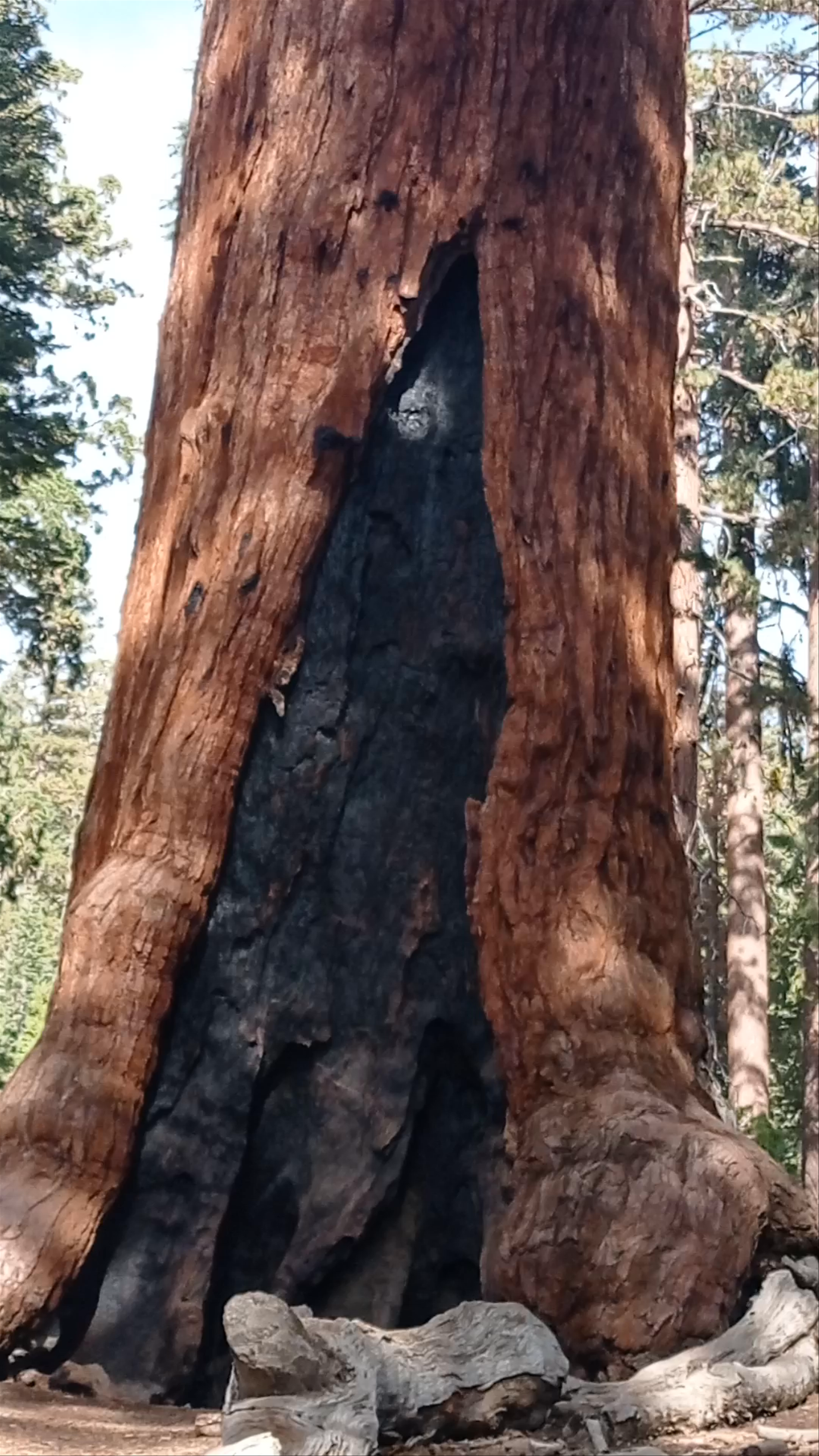 Mariposa Grove of Giant Sequoias