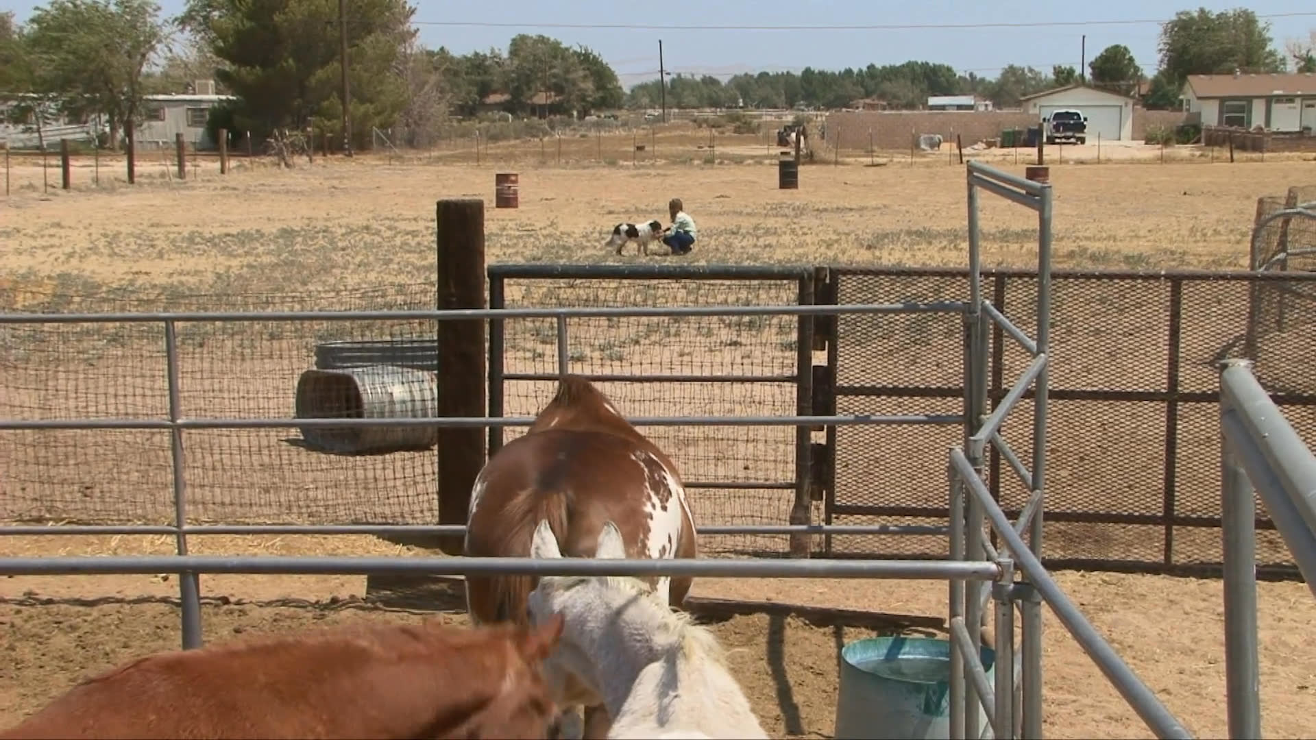 A woman engages in outdoor training activities with a border collie on a ranch property, interacting with the dog near livestock and a vehicle.