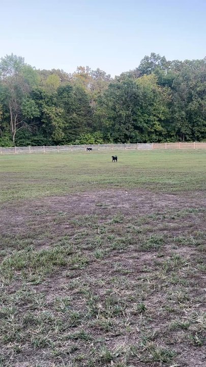 Leawoof Dog Park - Big dog park side - Dog Parks Near Me - Leawood, Kansas