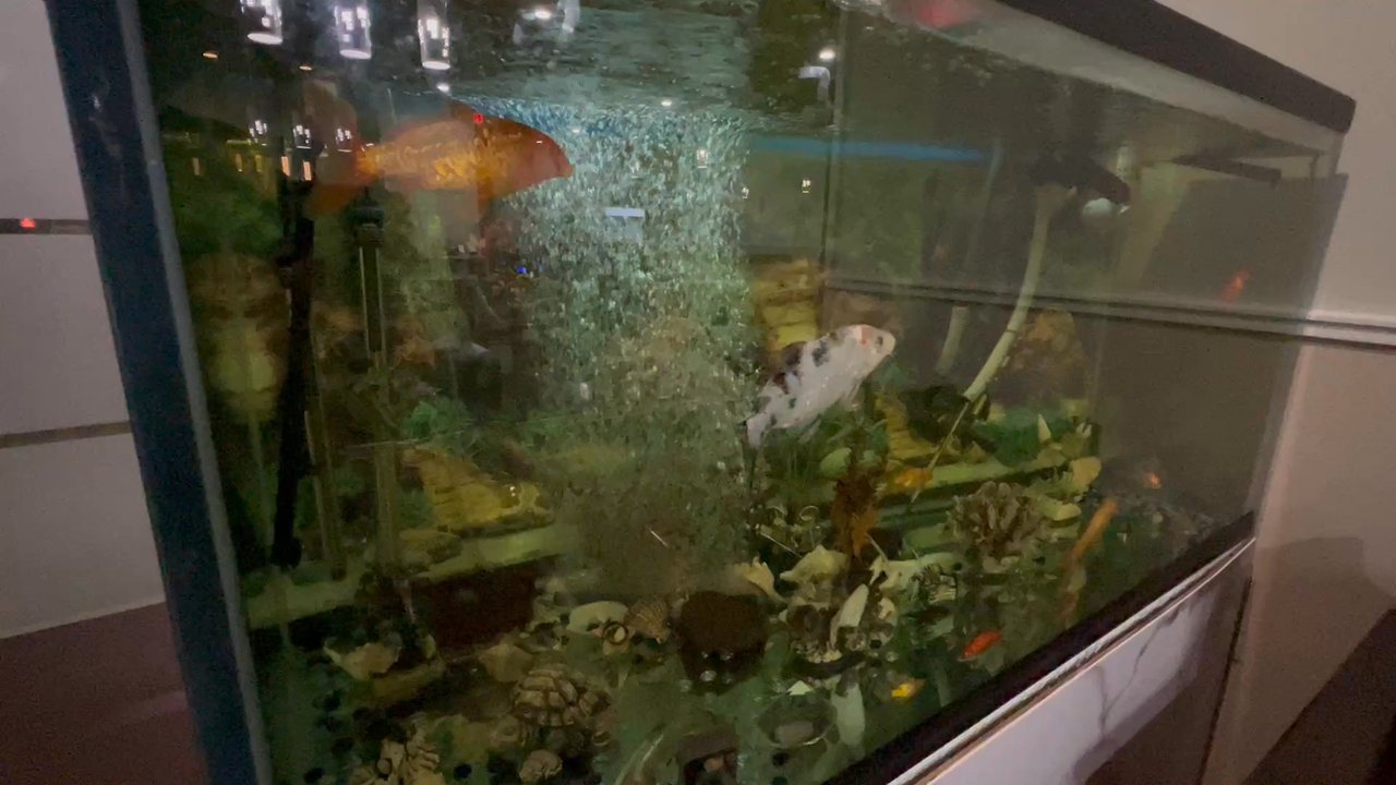 Pho Tasty - You have to love a fish tank - Vietnamese Near Me - Edmonton, Alberta
