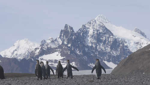 King Penguins in South Georgia animated gif