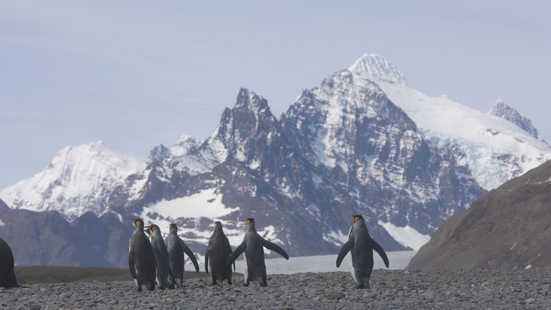 King Penguins in South Georgia poster