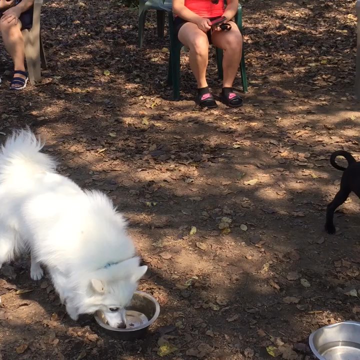 Talley Day Bark Park - Fun day at Talley Dog Park - Dog Parks Near Me - Wilmington, Delaware